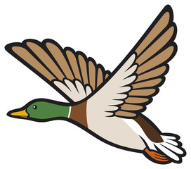 mallard duck flying