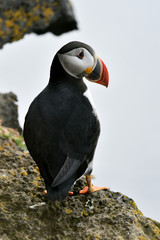 Puffin on the edge of a cliff. Puffin portrait.
