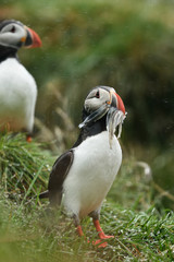 Puffin beak full of fish. Puffin in the rain. Iceland.