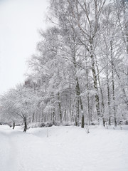 Snow-covered trees in the city park.