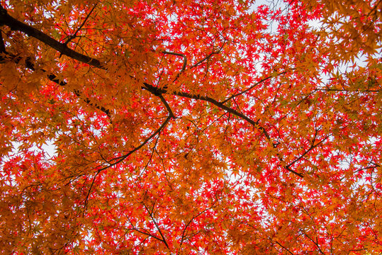 Momiji tree in autumn, Japan
