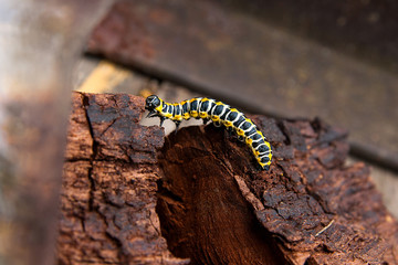 Beautiful black and yellow caterpillar creeps on piece of old br