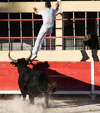 Course camarguaise.