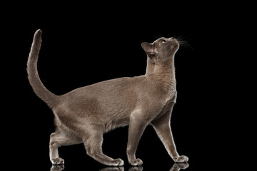 Blue Burmese Kitten, goes to prance and pull head up high, side view, on Isolated black background with reflection