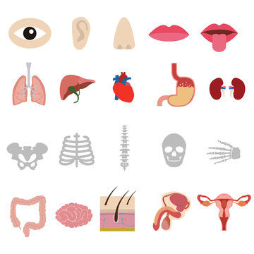 Human anatomy body icons set