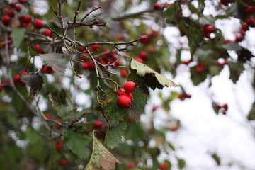 Ripe hawthorn in autumn
