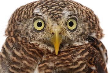 cute owl isolate on white background