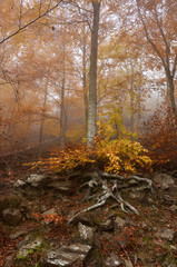 Forest in full season of autumn