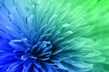 Floral fantasy wallpaper, soft blur style. Colorful dandelion poster