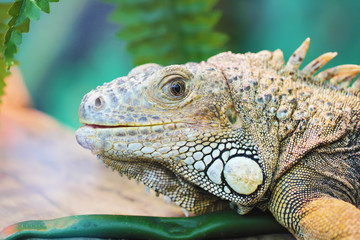 Lizard looking close up animal portrait photo
