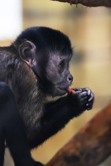 Black young mokey while eating, photo animal portrait