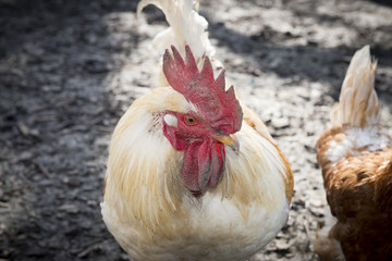 Hahn, männliches Haushuhn (Gallus gallus domesticus)