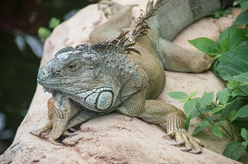 iguane dans la nature