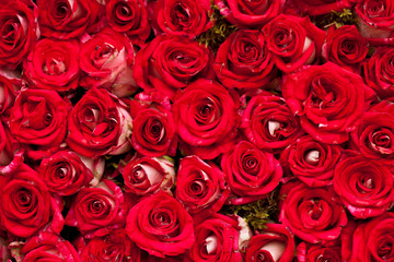 Fototapeta premium Red roses background