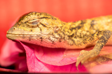 Died Oriental garden lizard (Calotes versicolor juvenile)