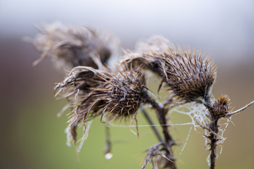 Herbstpflanzen und -bl&uuml;ten.