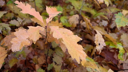 Autumn leaves