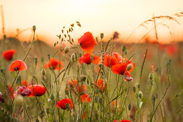 Fototapeta na wymiar Wheat field with poppies