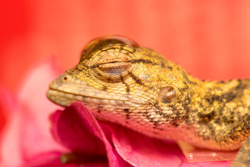 Died Oriental garden lizard (Calotes versicolor juvenile)