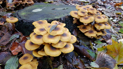 Mushrooms in the forest