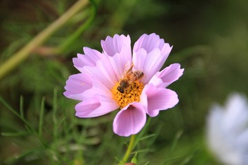 可愛い花シーシェル