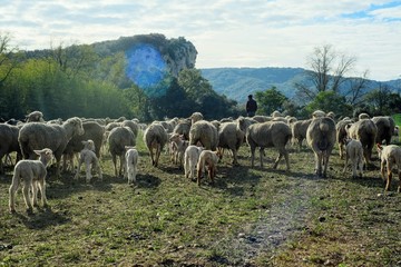Un berger au milieu de son troupeau de brebis et d'agneaux