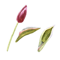 Wildflower tulip flower in a watercolor style isolated.