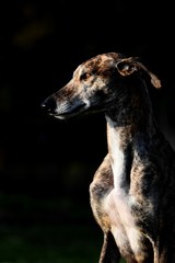 gestromter Galgo vor schwarzem Hintergrund