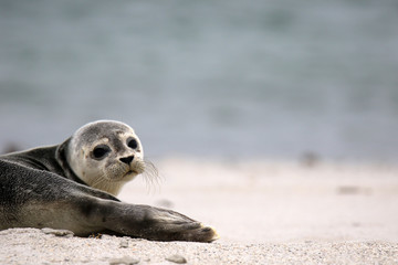 Junge Kegelrobbe im Sand