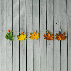 Creative layout of colorful autumn leaves.