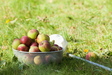 Picking Apples in the Orchard