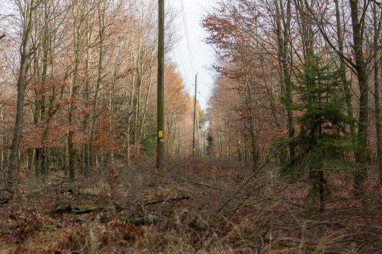 R&ouml;jd skog f&ouml;r ledningsgata