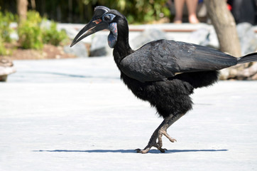Oiseau Calao terrestre noir