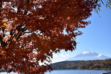 colored leaves and Mt.Fuji