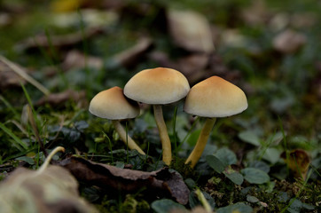 Cappellini nel bosco