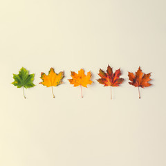 Creative layout of colorful autumn leaves.