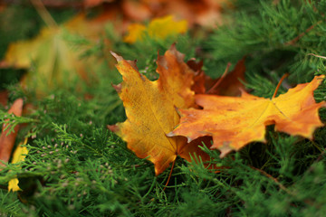 Autumn yellow leaves
