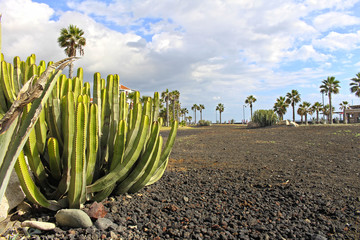 Tropical landscape at Canary Islands