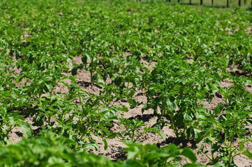 Potato field. Young green sprouts of potatoes in sunny day