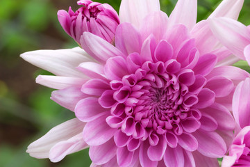 Closeup of purple flowers. (Chrysanthemum)