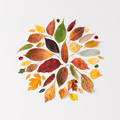 Creative layout of colorful autumn leaves.