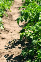 Potato field. Young green sprouts of potatoes in sunny day