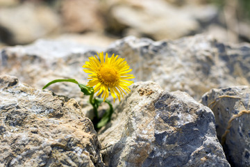 Lonely yellow dandelion growing in small rocks © micmojo