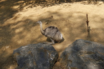 Autruche du zoo de Vincennes