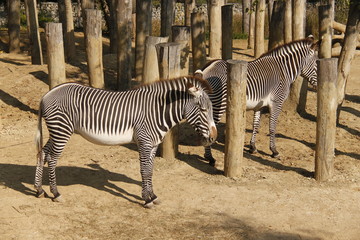 Fototapeta na wymiar Zèbre du zoo de Vincennes
