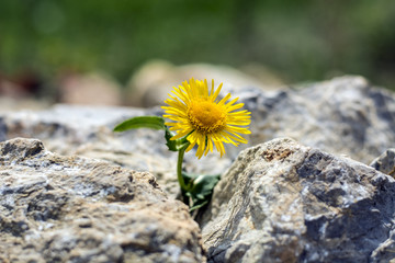 Fototapeta premium Narastająca żółta dandelion kwiatu flanca w skałach