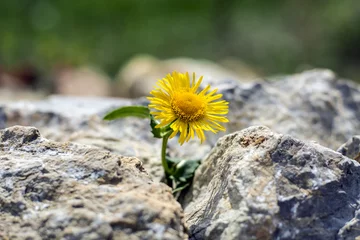 Cercles muraux Dent de lion Growing yellow dandelion flower sprout in rocks
