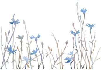 Watercolor hand painted blue cornflowers. Vector illustration isolated on white background. Can be used as border.