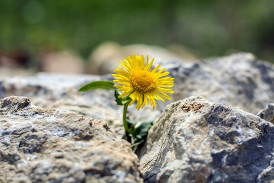 Fototapeta Growing yellow dandelion flower sprout in rocks