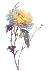Ink illustration of flower chrysanthemum. Sumi-e, u-sin, gohua painting stile, colored. Silhouette made up of brush strokes isolated on white background.